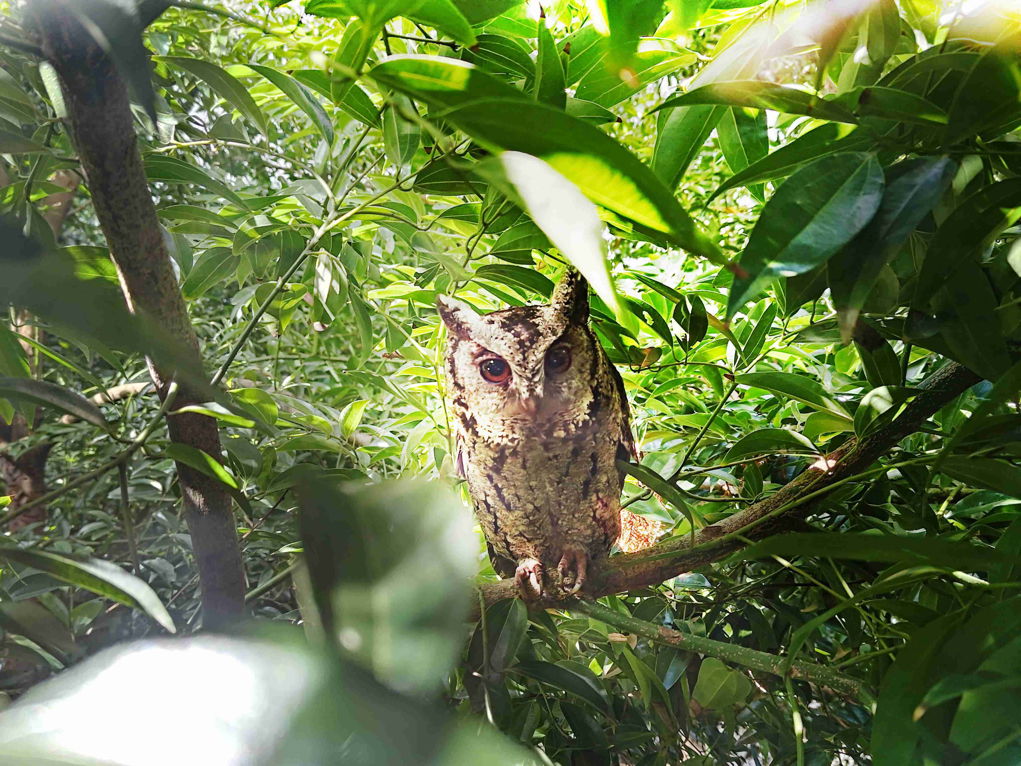 OBPay致力提倡净零绿生活，，，16年以来在全球各厂区植树逾百万棵，，，造就各厂区树木蔚然成林，，，，犹如森林工厂，，成为许多生物的栖息地
